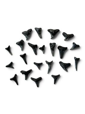 Fossilized Shark Teeth Lot of 20